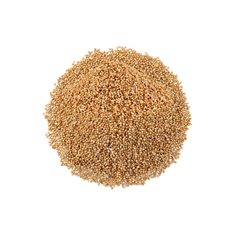 Kodo Millet (कोदो बाजरा)