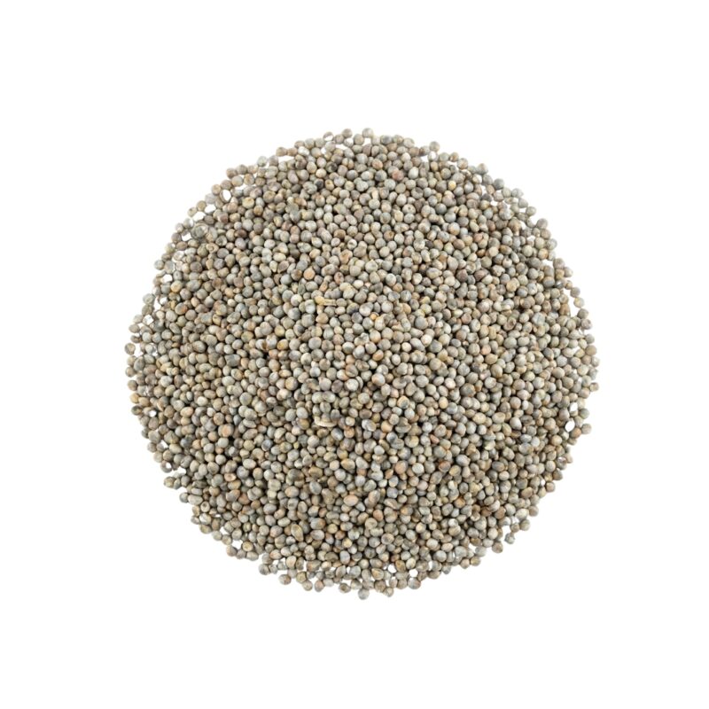 Pearl Millet (भारतीय बाजरा)