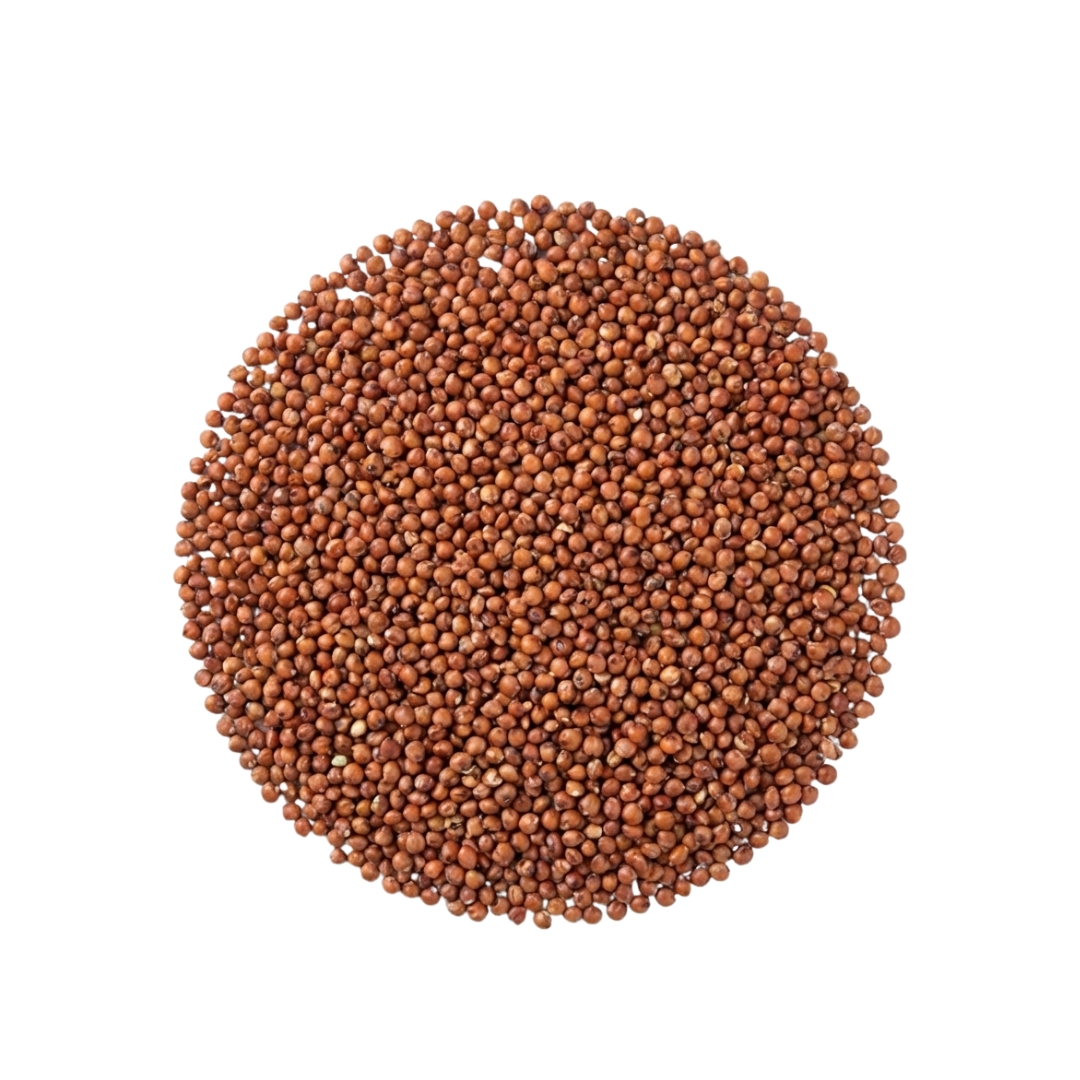 Sorghum (ज्वार)